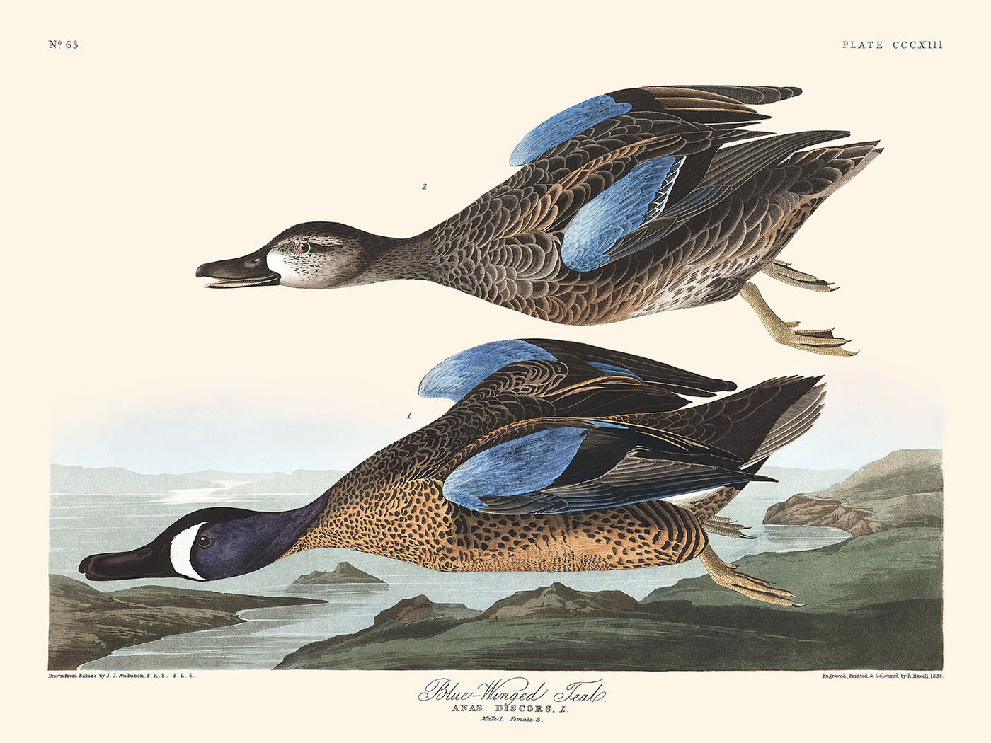 Blue-Winged Teal by John James Audubon, 1827