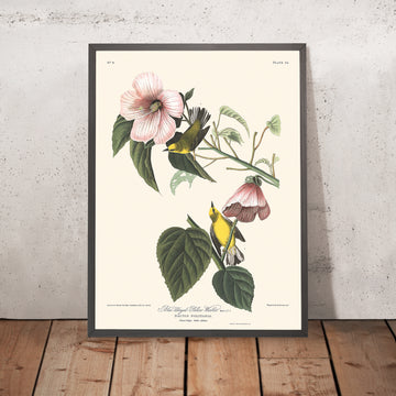 Warbler giallo dalle ali blu di John James Audubon, 1827 