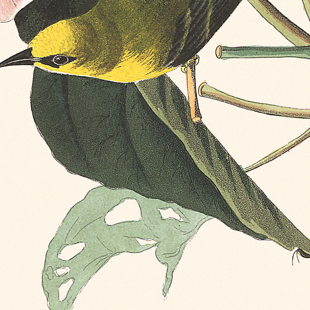 Blauflügeliger Gelbspötter von John James Audubon, 1827 