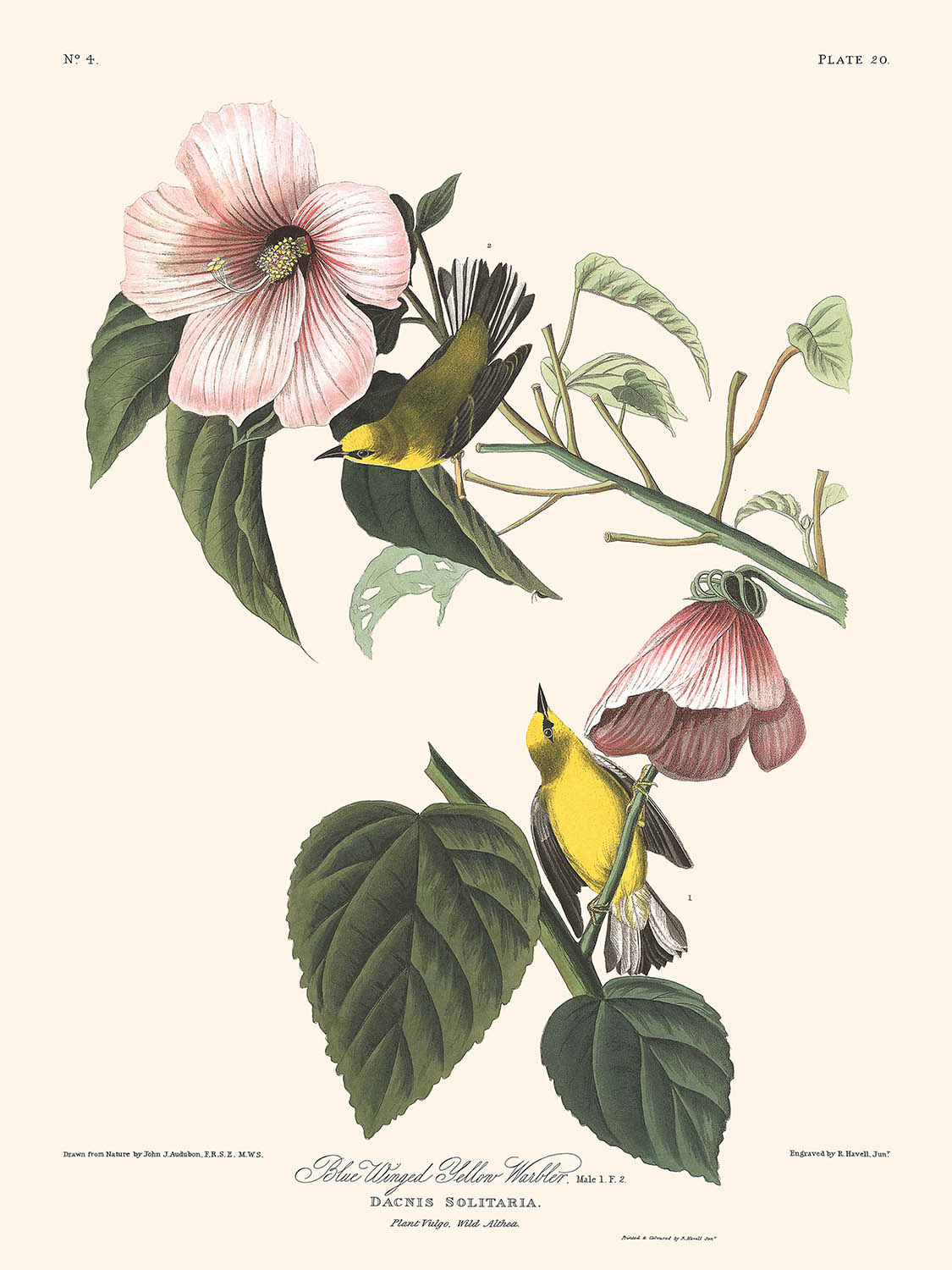 Blauflügeliger Gelbspötter von John James Audubon, 1827 