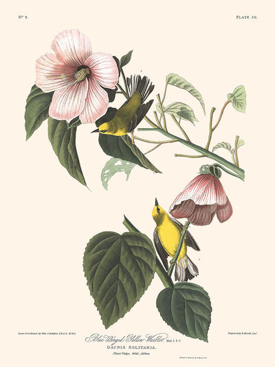 Blauflügeliger Goldwaldsänger von John James Audubon, 1827