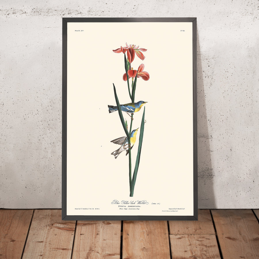 Warbler blu giallo di John James Audubon, 1827 