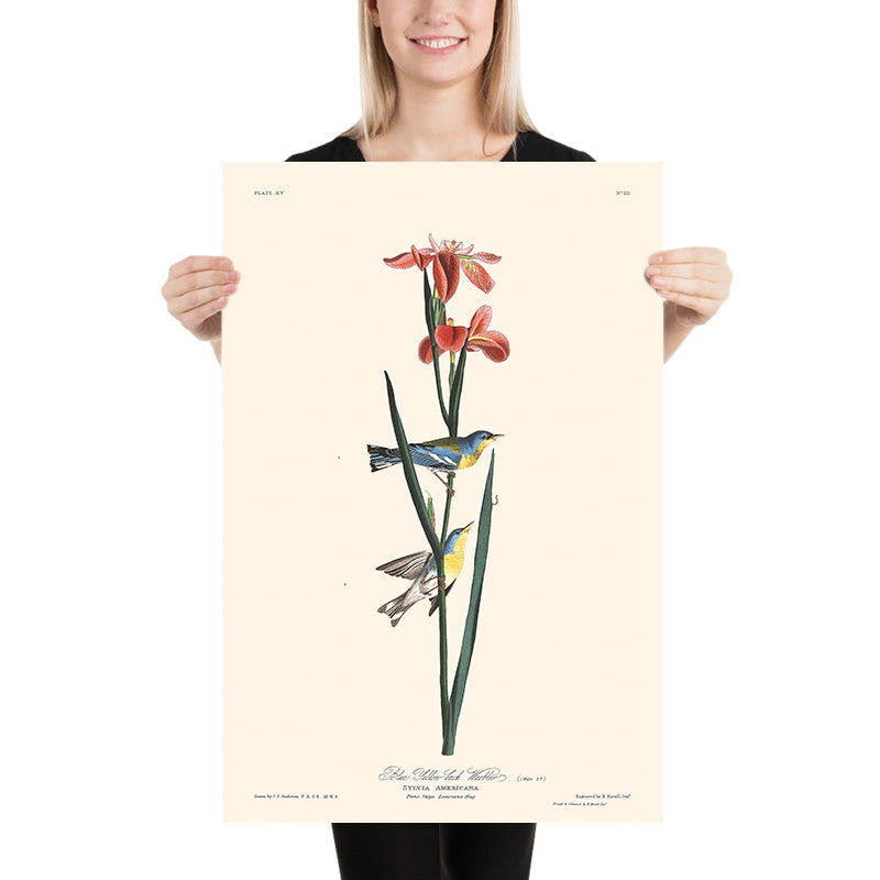 Warbler blu giallo di John James Audubon, 1827 