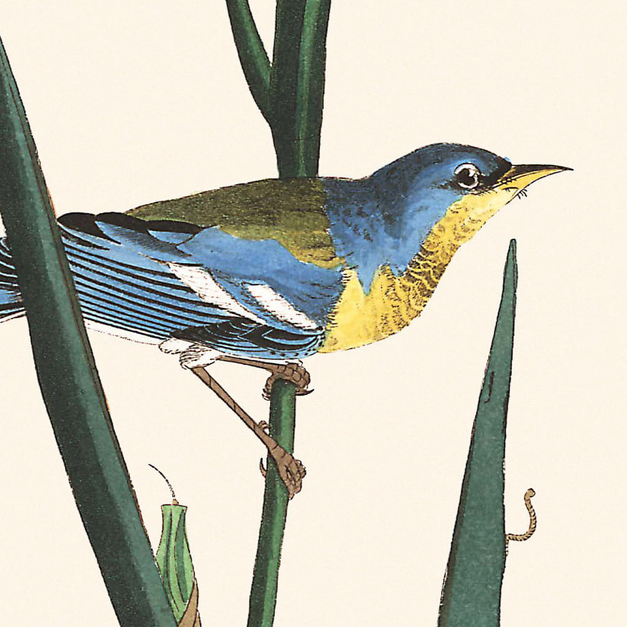 Warbler blu giallo di John James Audubon, 1827 