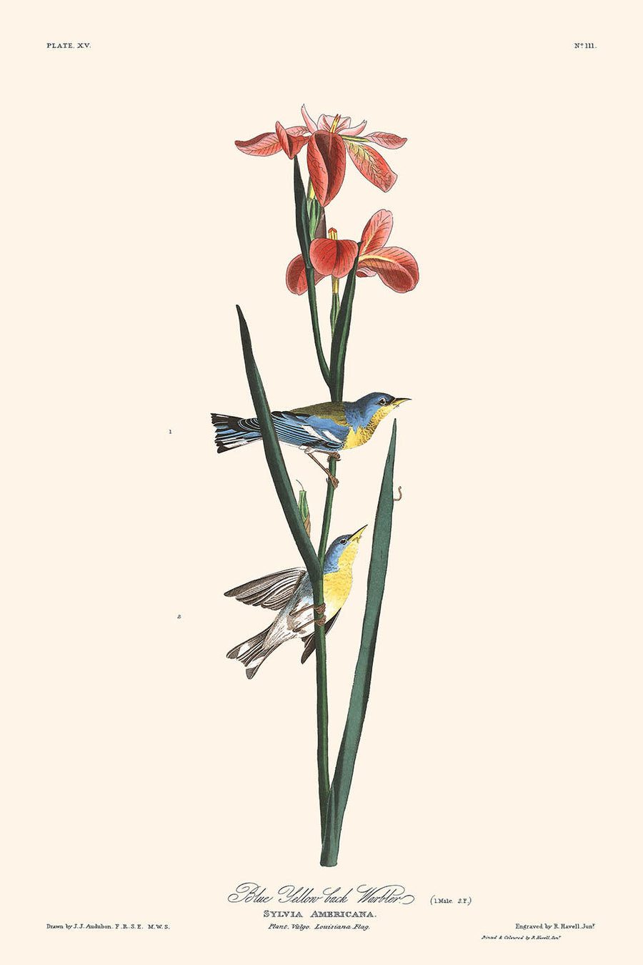 Warbler blu giallo di John James Audubon, 1827 