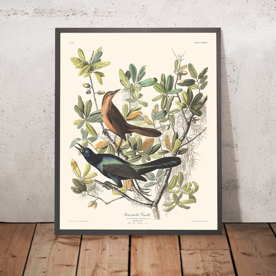 Grackle dalla coda a barca di John James Audubon, 1827 