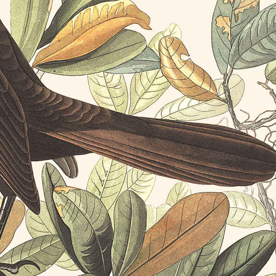 Grackle dalla coda a barca di John James Audubon, 1827 