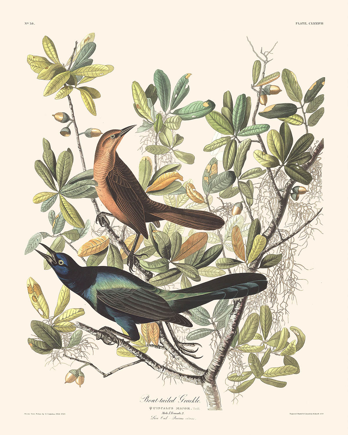 El grackle de cola de barco, de John James Audubon, 1827