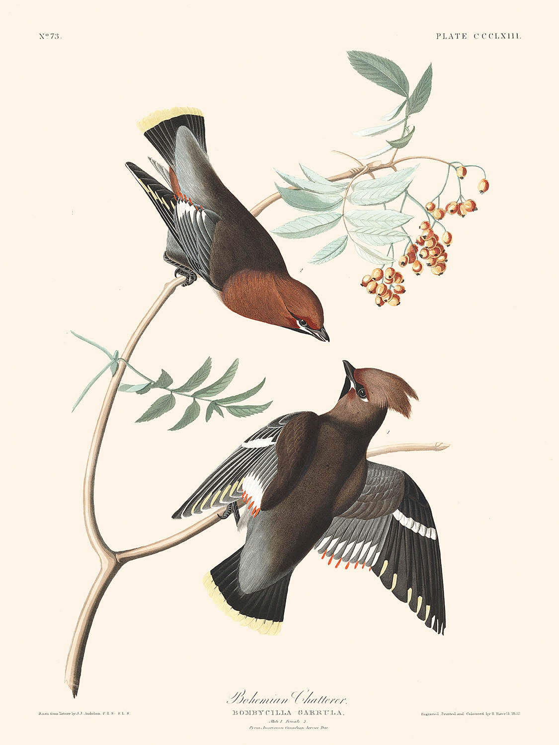 El charlatán bohemio, de John James Audubon, 1827