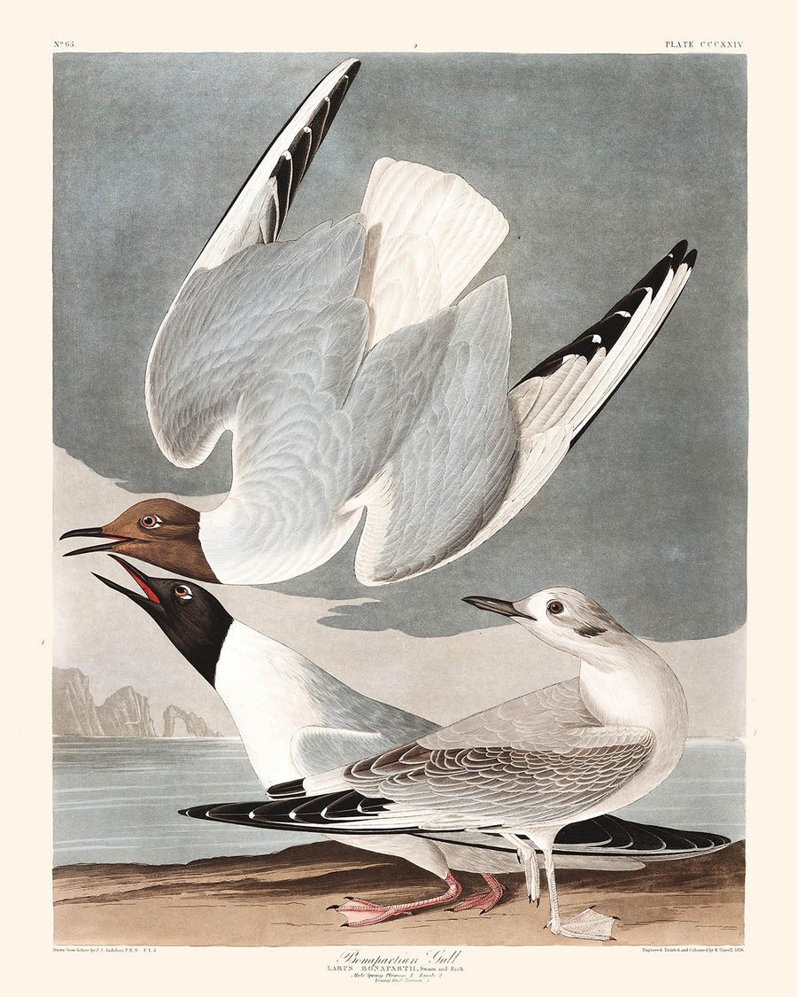 Gabbiano Bonapartiano di John James Audubon, 1827 