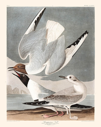 Bonapartian Gull by John James Audubon, 1827