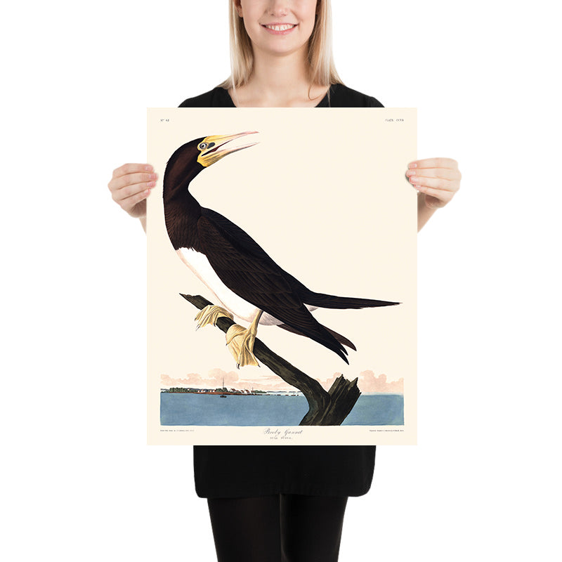 Gannetto Booby di John James Audubon, 1827 