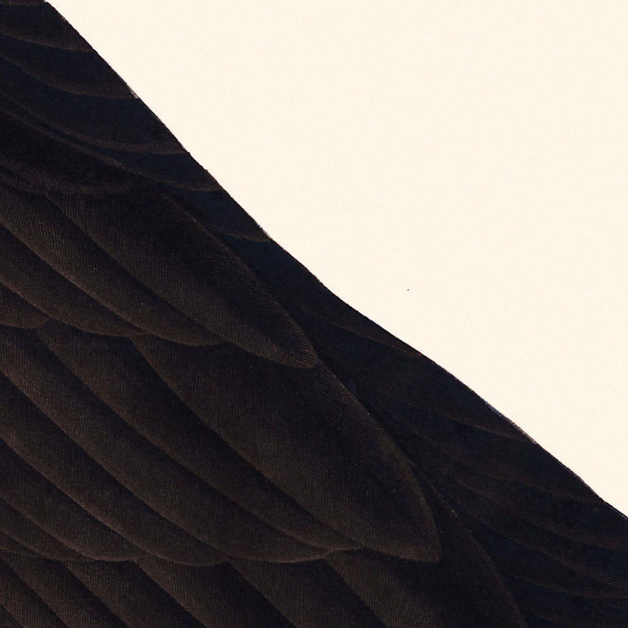 Gannetto Booby di John James Audubon, 1827 