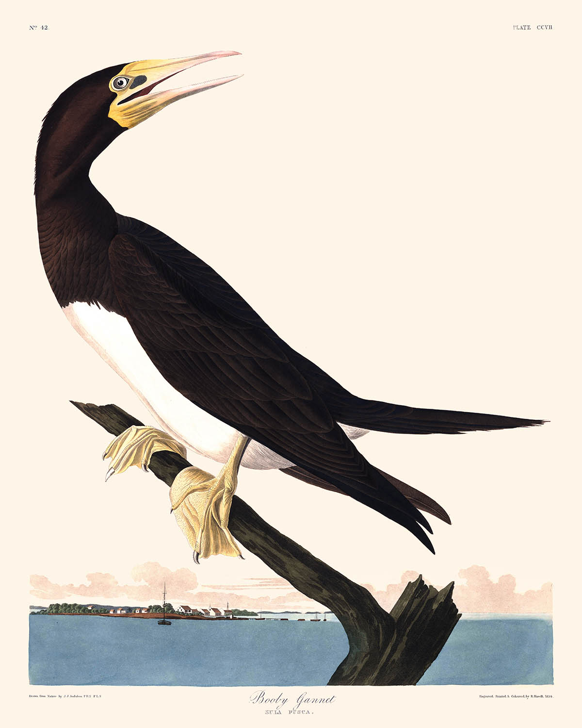 Alcatraz bobo de John James Audubon, 1827