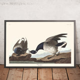 Oca Brant di John James Audubon, 1827 