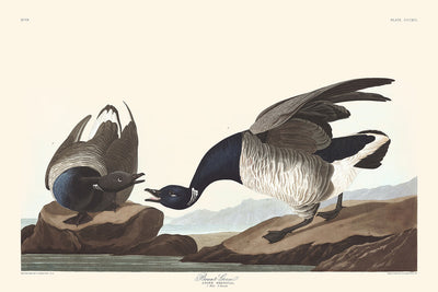 Ganso de Brant, de John James Audubon, 1827