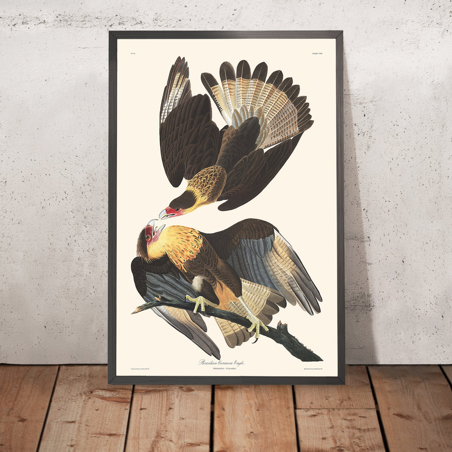 Aquila Caracara Brasiliana di John James Audubon, 1827 