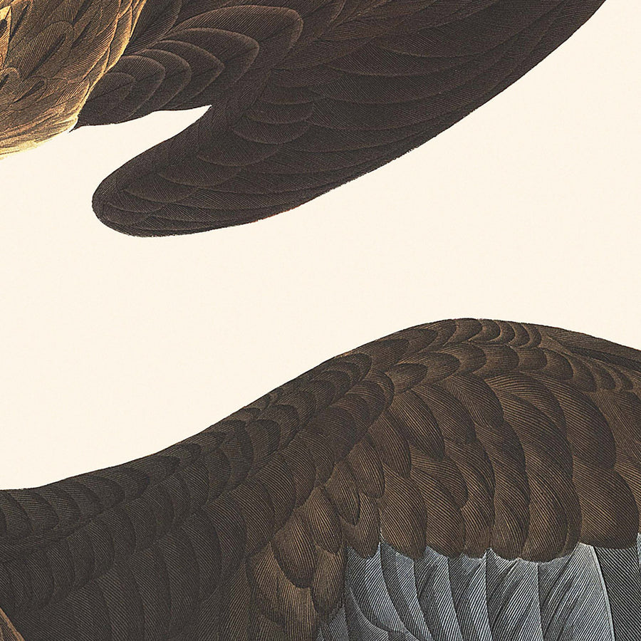 Aquila Caracara Brasiliana di John James Audubon, 1827 