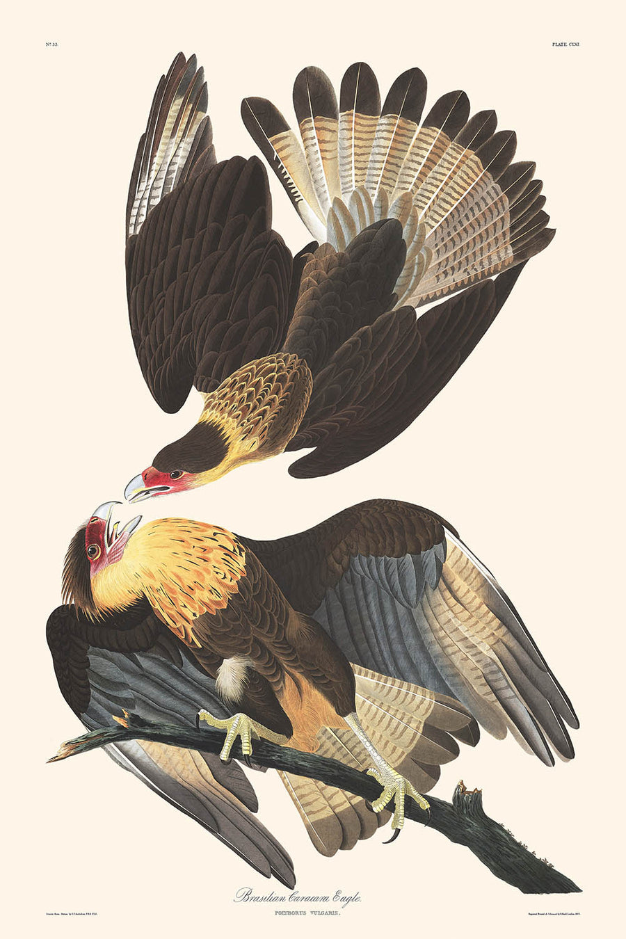 Aquila Caracara Brasiliana di John James Audubon, 1827 