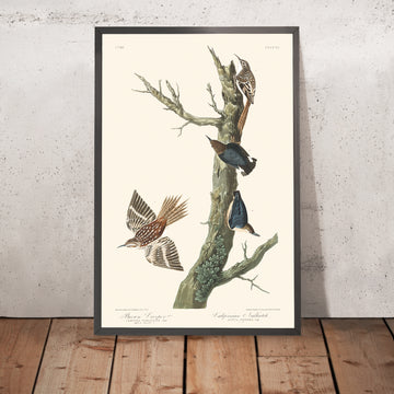 Creeper bruno e Nuthatch californiano di John James Audubon, 1827 