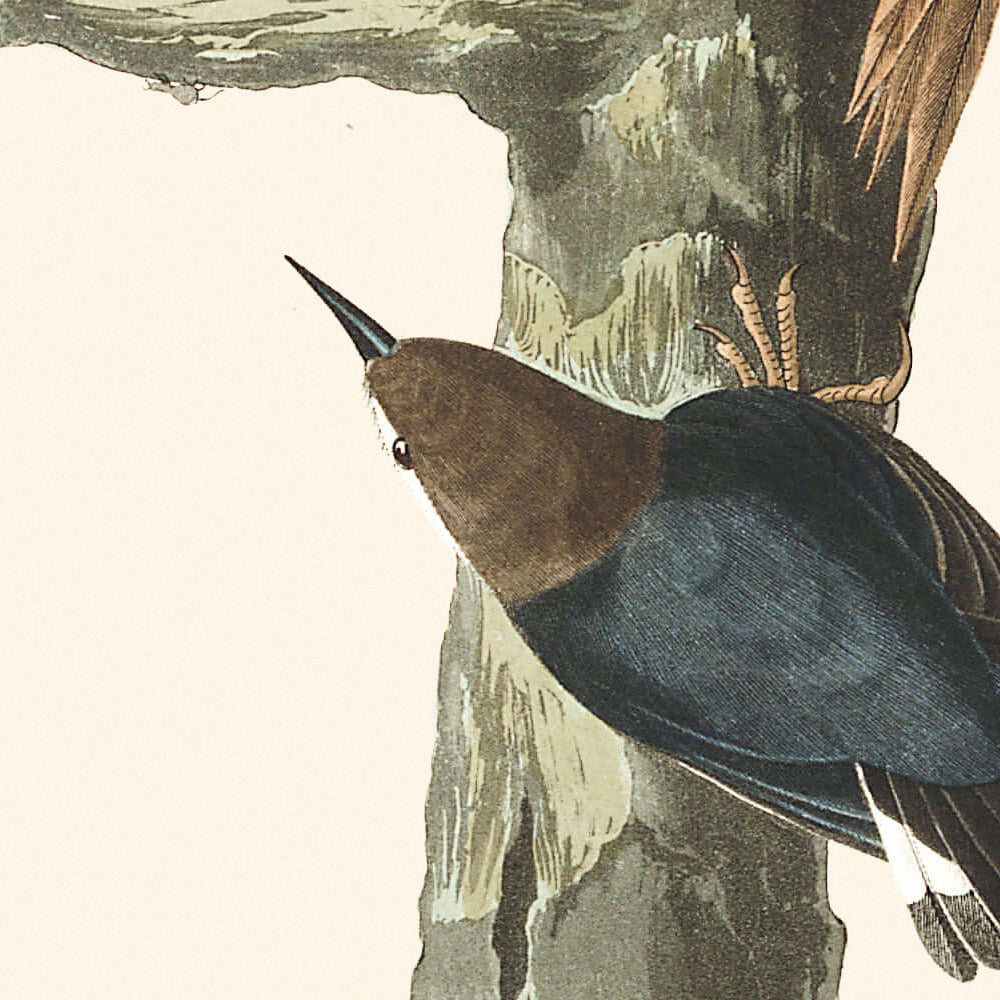 Braunrücken und Kalifornischer Kleiber von John James Audubon, 1827 