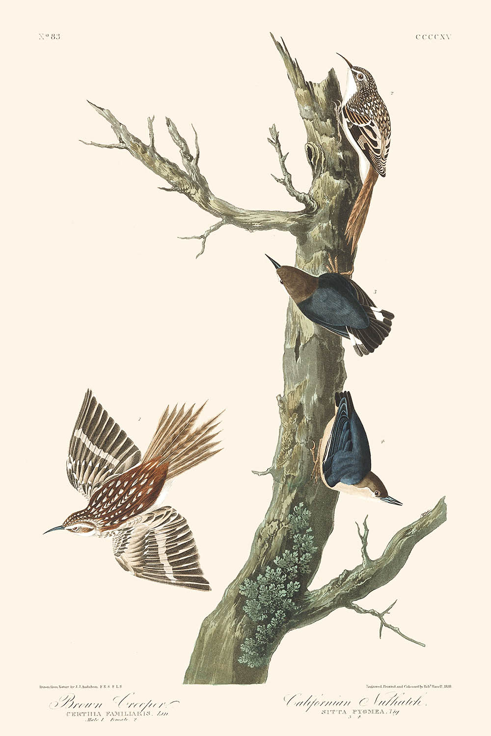 Braunrücken und Kalifornischer Kleiber von John James Audubon, 1827 