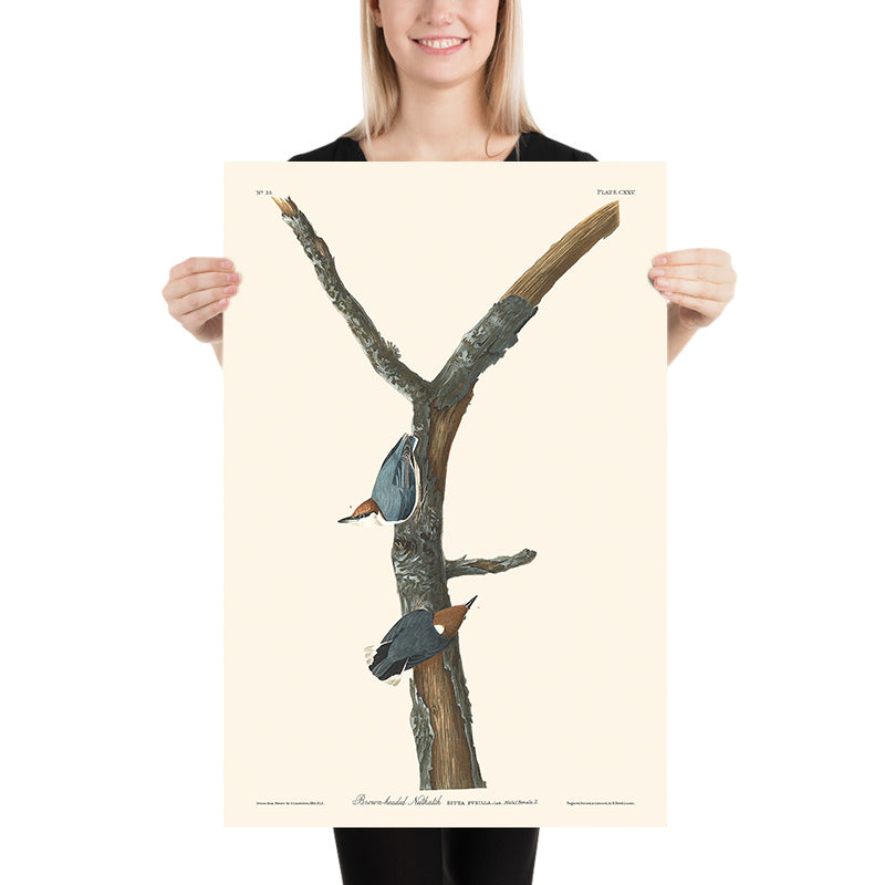 Nuthatch dal capo marrone di John James Audubon, 1827 