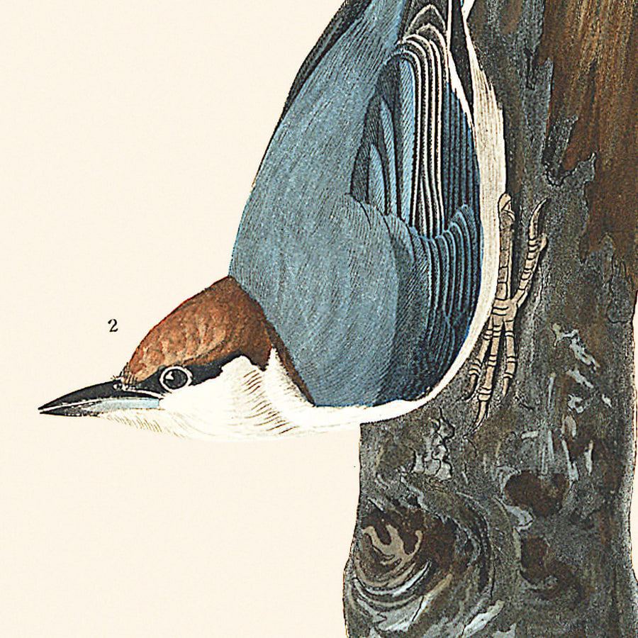 Nuthatch dal capo marrone di John James Audubon, 1827 