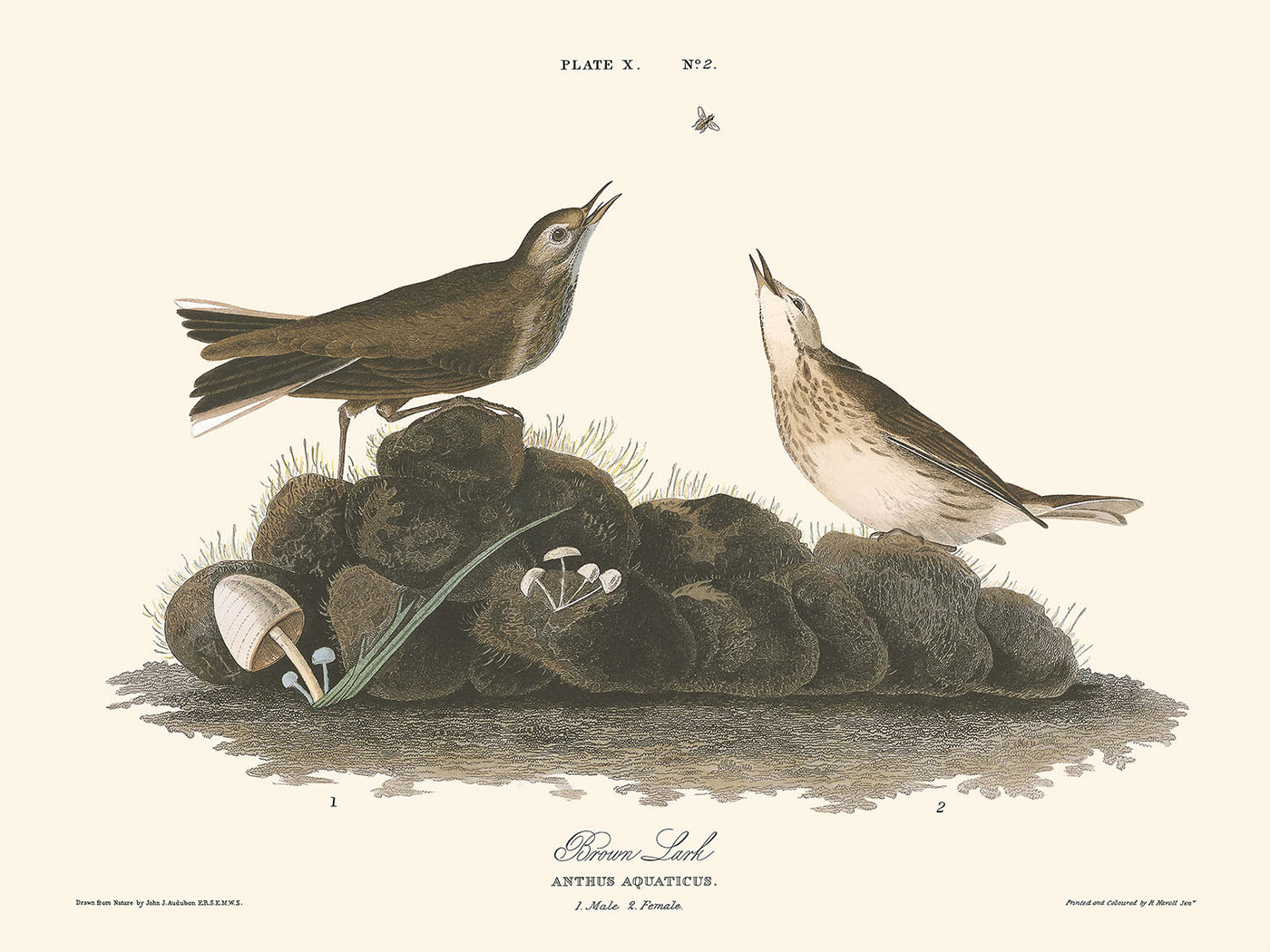 Braune Lerche von John James Audubon, 1827