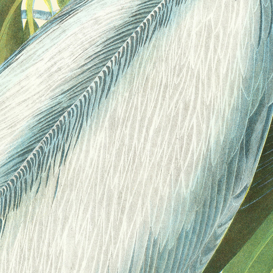 Pellicano bruno (Tavola 423) da &