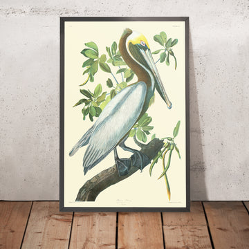 Pellicano bruno (Tavola 423) da &