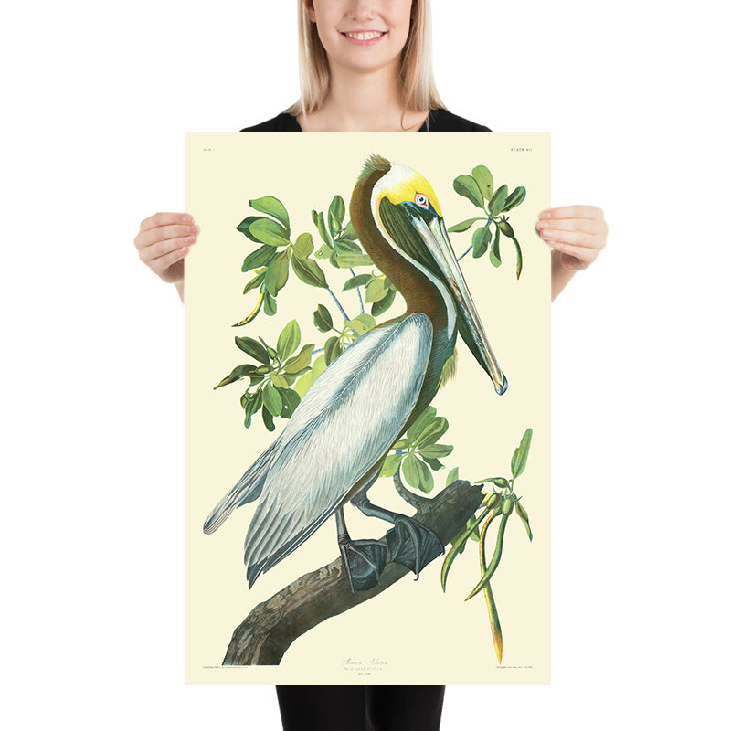 Pellicano bruno (Tavola 423) da &