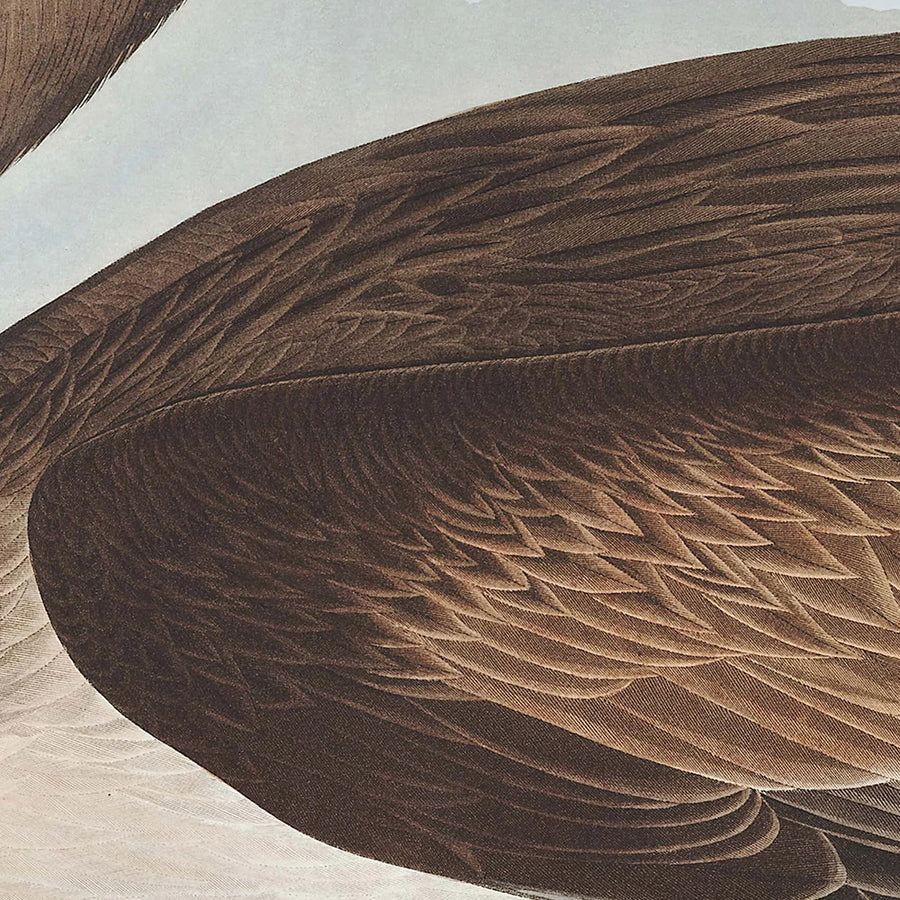 Pellicano bruno (Tavola 421) di John James Audubon, 1827 