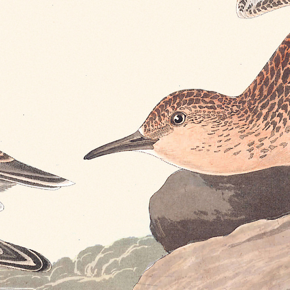 Buff-Breasted Sandpiper von John James Audubon, 1827 