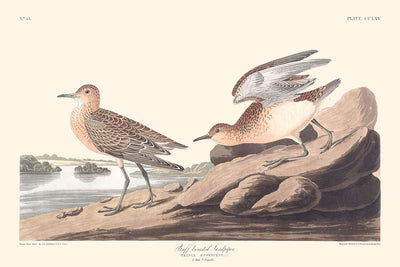 Buff Breasted Sandpiper by John James Audubon, 1827