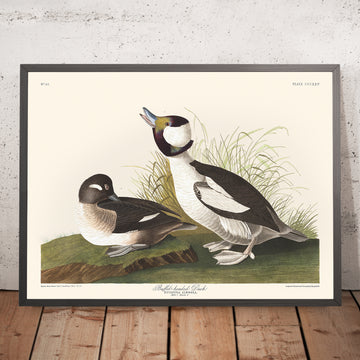 Anatra Buffel-headed di John James Audubon, 1827 