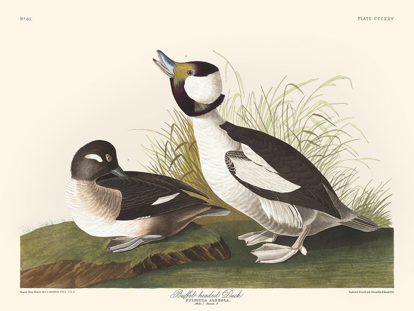 Büffelkopfente von John James Audubon, 1827