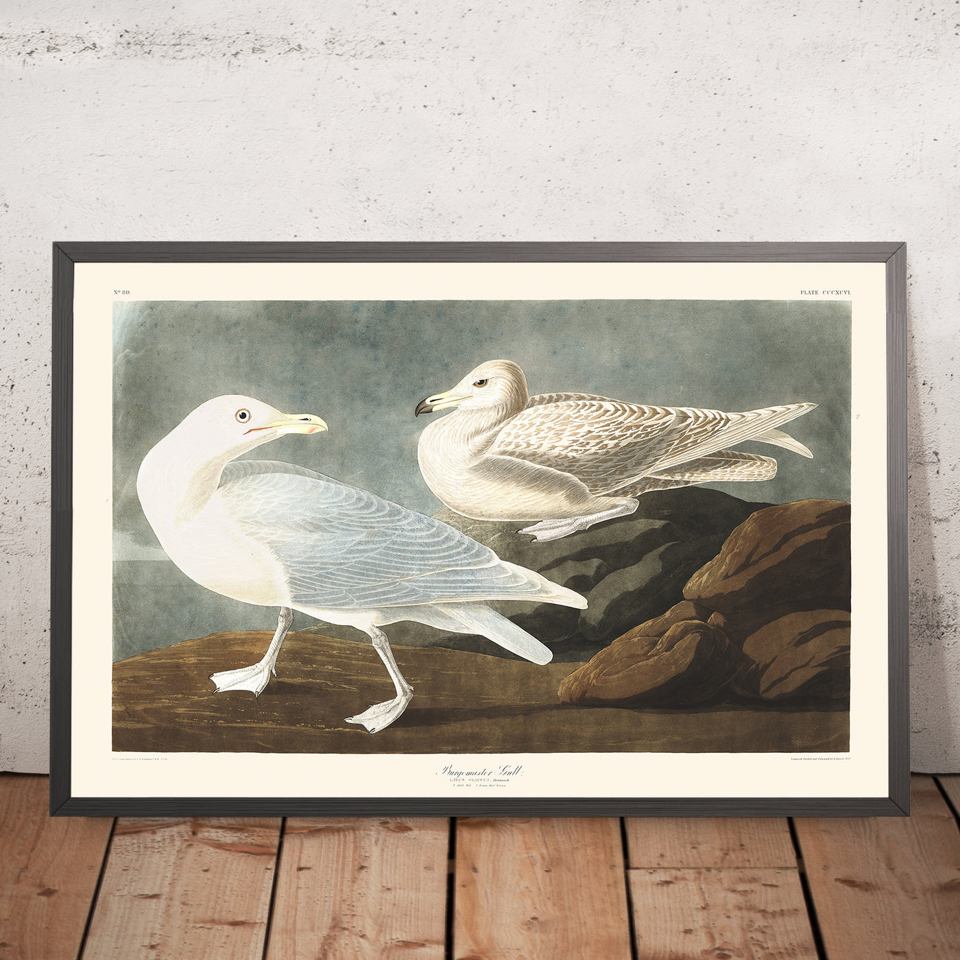 Le bourgmestre Gull par John James Audubon, 1827