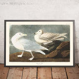 Burgomastro Gull di John James Audubon, 1827 