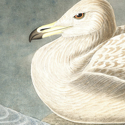 Burgomaster Gull by John James Audubon, 1827