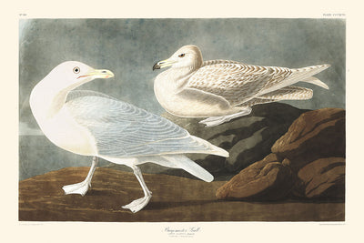 Le bourgmestre Gull par John James Audubon, 1827