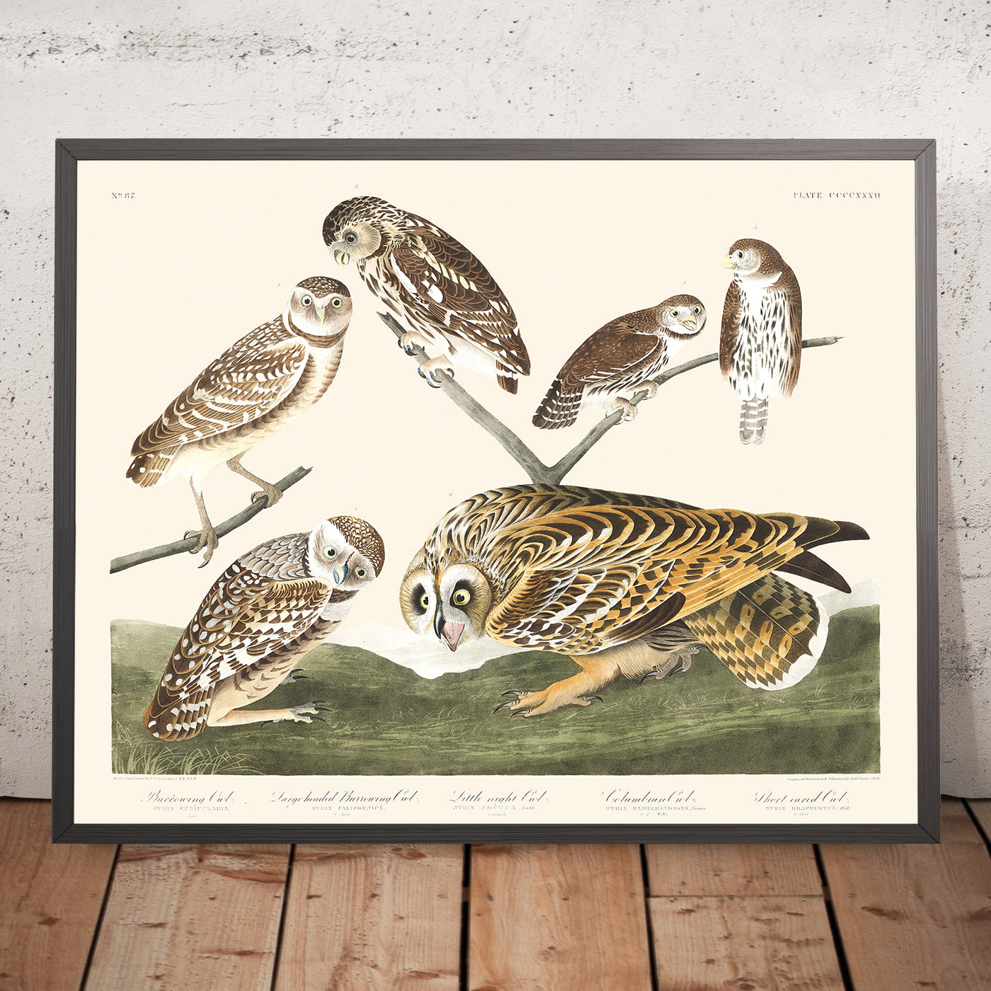 Burrowing Owl, Large-headed Burrowing Owl, Little night Owl, Columbian Owl, Short-eared Owl by John James Audubon, 1827