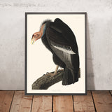 Vultur californiano di John James Audubon, 1827 