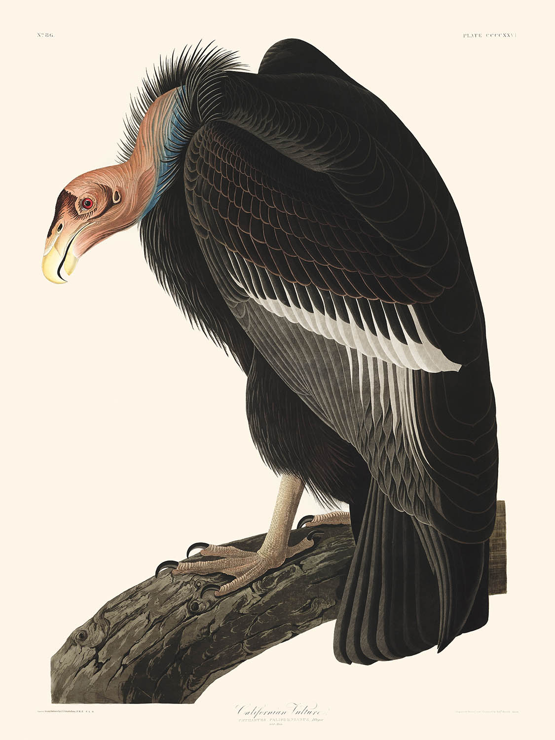 Kalifornischer Geier von John James Audubon, 1827 