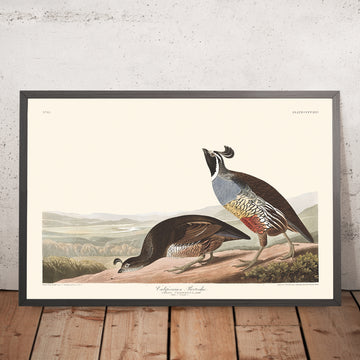 Pernice della California di John James Audubon, 1827 