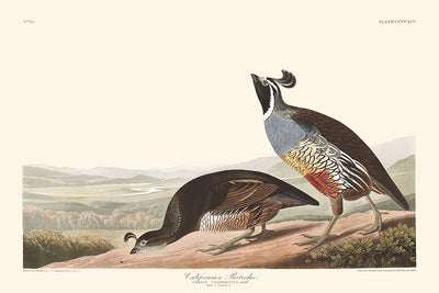 Perdiz de California, de John James Audubon, 1827