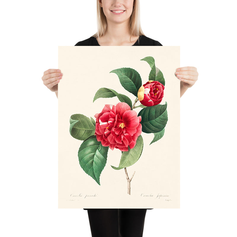 Camelia comune di Pierre-Joseph Redouté, 1827 