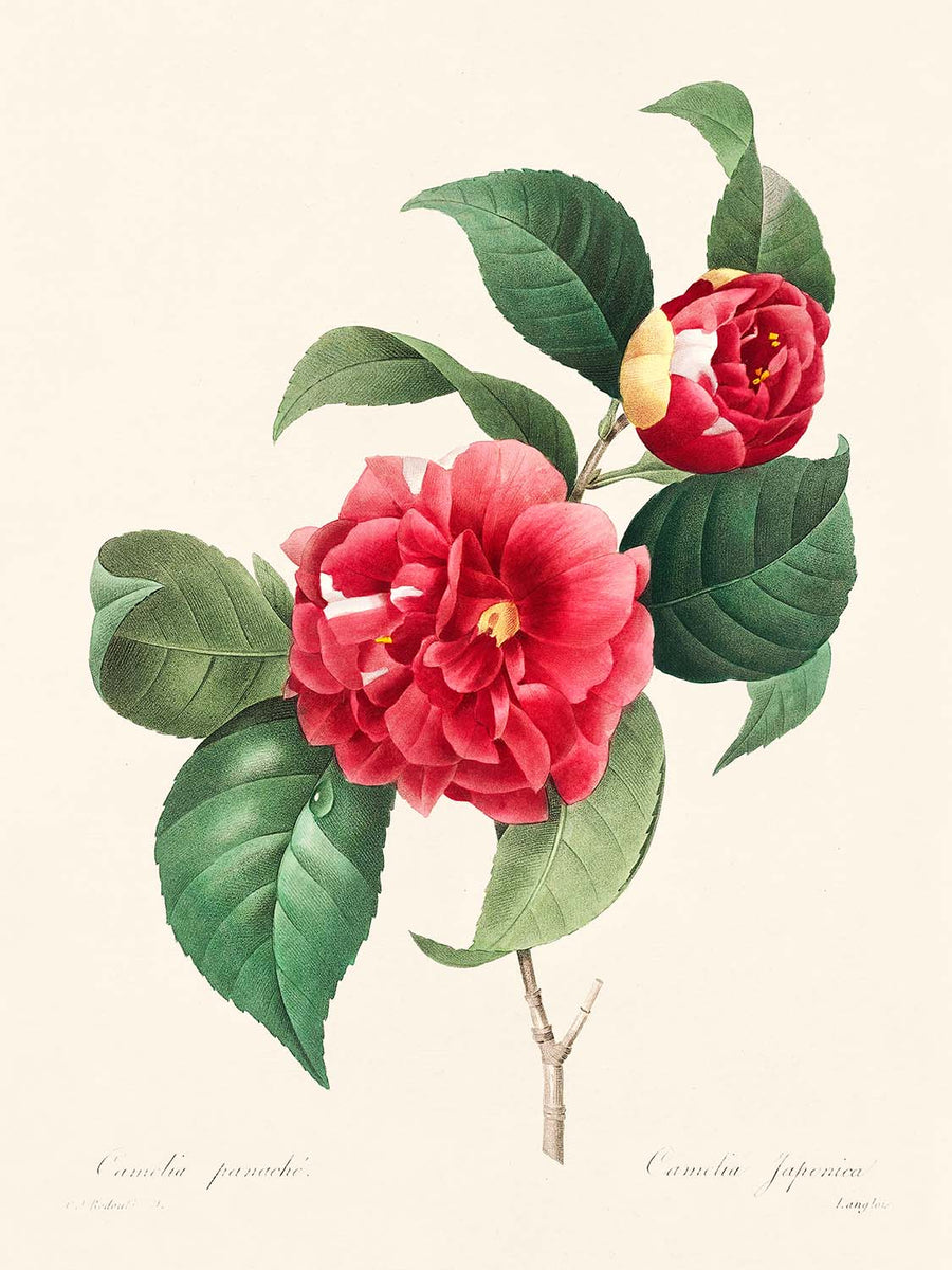 Camelia comune di Pierre-Joseph Redouté, 1827 
