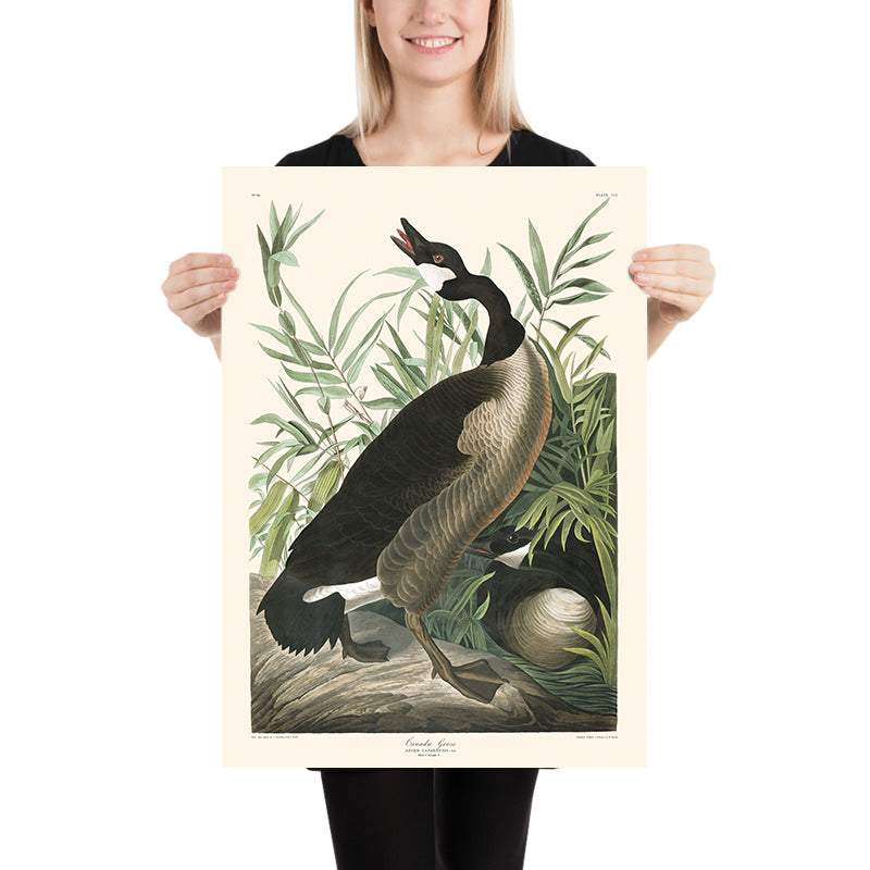 Canada Goose di John James Audubon, 1827 