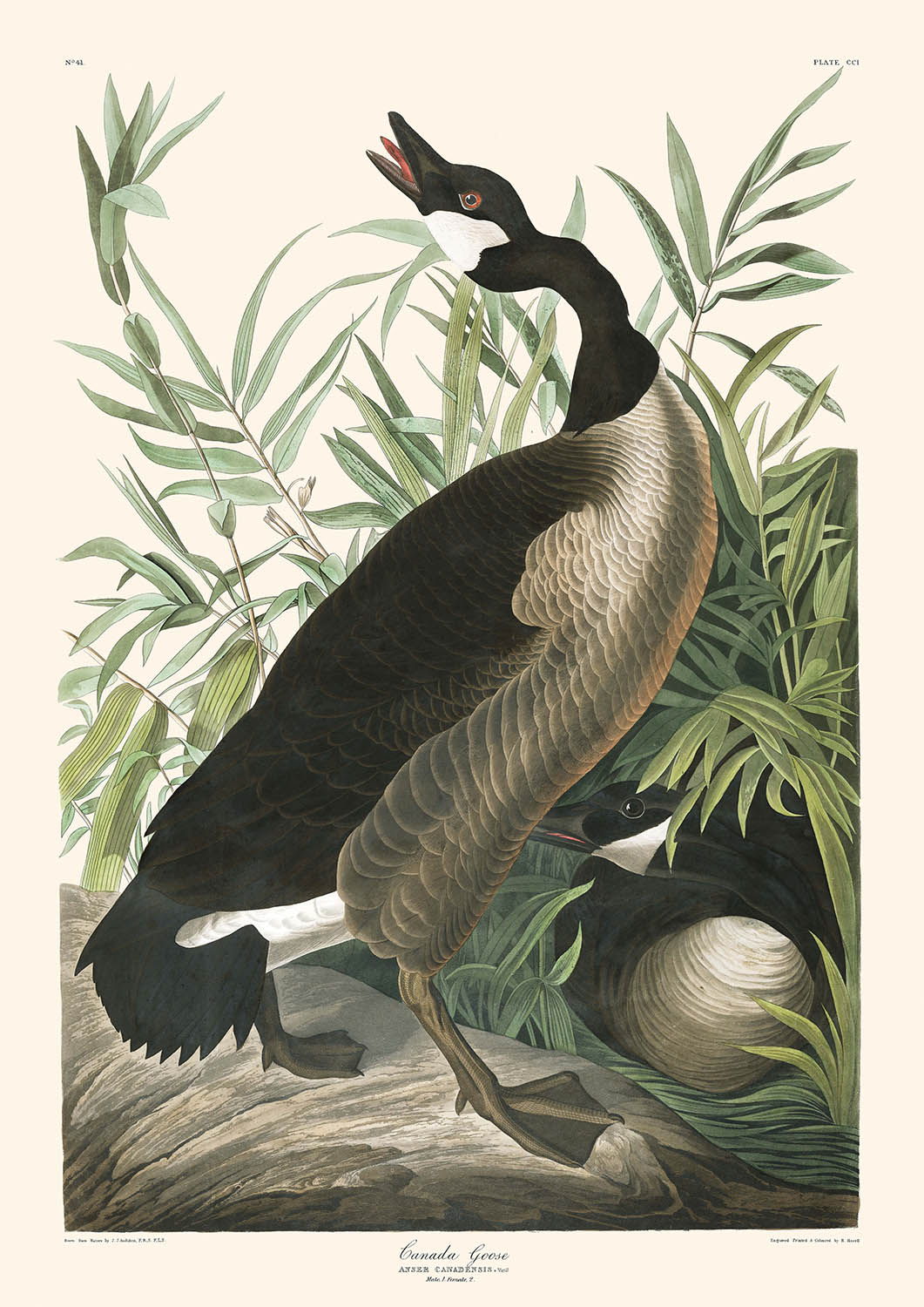 Kanadagans von John James Audubon, 1827 